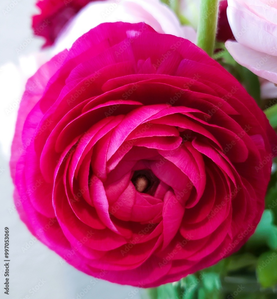 Beautiful Close Up Flower Beautiful Close Up Flower
