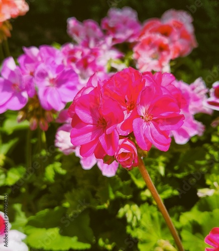 Beautiful Close Up Flower