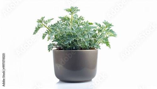 Silver Lace Plant in a Gray Pot