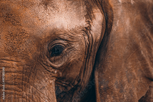 Elephat, eye, scattered eye. Close view elephant eye