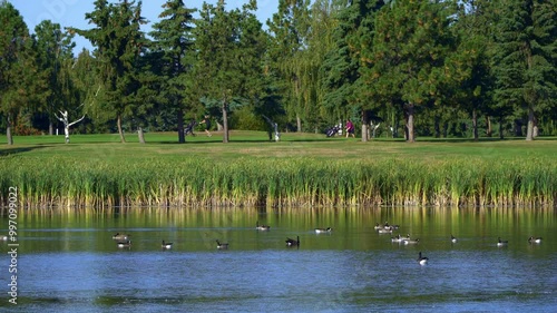 Wallpaper Mural Canadian Geese Families Arriving at a Beautiful Lake in the Morning Torontodigital.ca