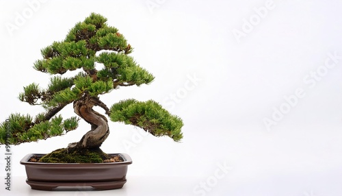 shimpaku juniper is a dwarf, irregular vase shaped form of the Chinese juniper, Juniperus chinensis. Originally native to Japan isolated on white background with copy space photo