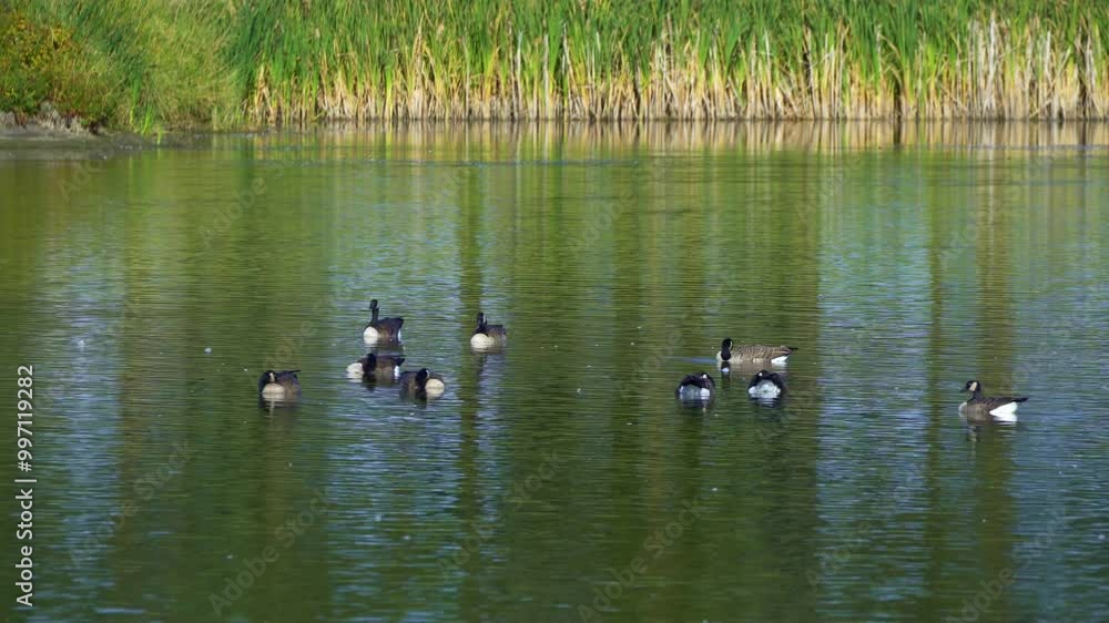 Canadian Geese Families Arriving at a Beautiful Lake in the Morning Canadian Geese Families Arriving at a Beautiful Lake in the Morning