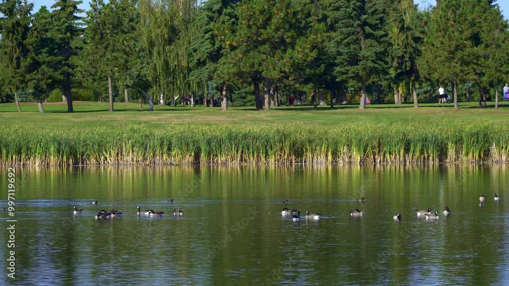 Canadian Geese Families Arriving at a Beautiful Lake in the Morning Canadian Geese Families Arriving at a Beautiful Lake in the Morning