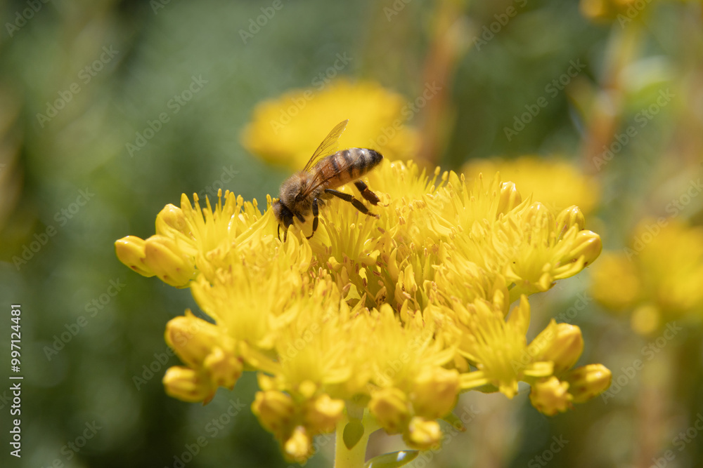 Bees on yellow flowers - summer season Bees on yellow flowers - summer season