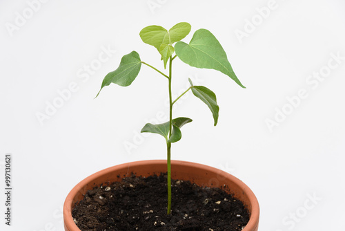 The growth of the plant Tespeia Sumatra, close-up on a white background