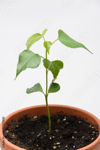 The growth of the plant Tespeia Sumatra, close-up on a white background