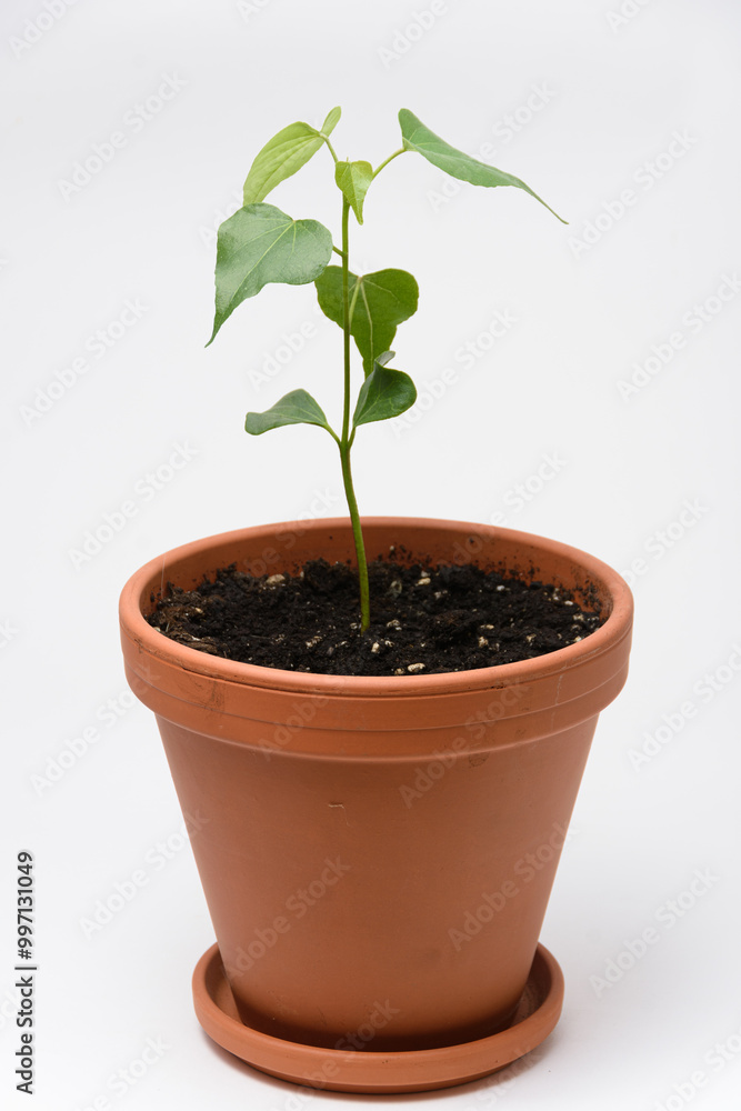 The growth of the plant Tespesia Sumatra in a pot, close to a white background