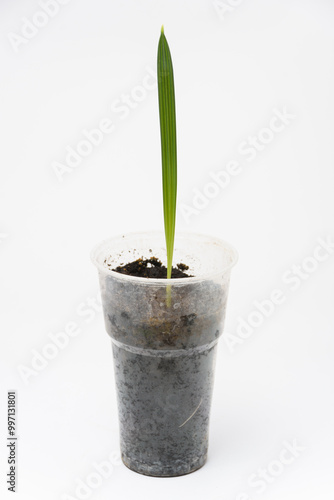 Plant sprout Date palm in a plastic cup, close-up on a white background