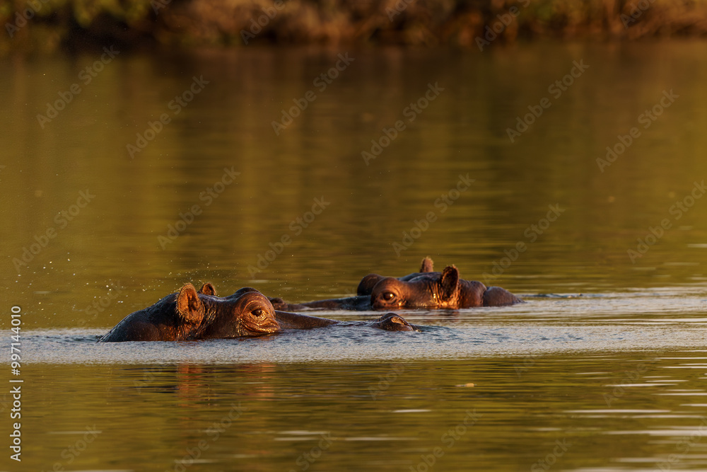 Fototapeta premium two sets of hippo eyes seen on the Zambezi River Zambia