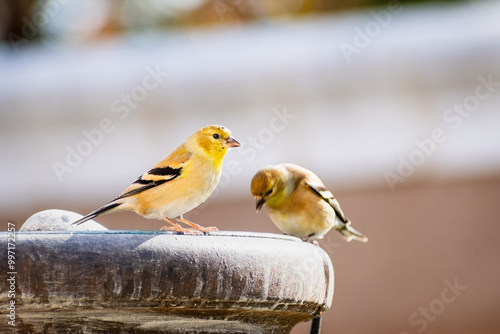 Male Nonbreeding American Goldfinch (Spinus tristis), San Francisco Bay Area photo