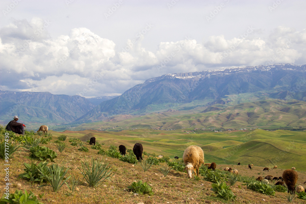 Fototapeta premium cows in the mountains