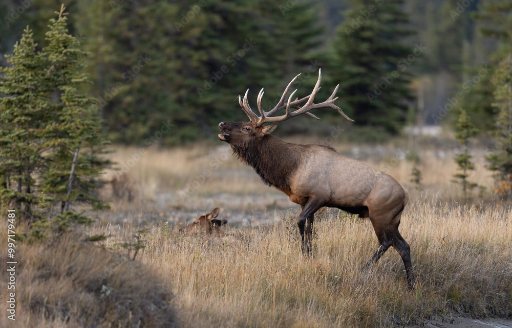 Fototapeta premium Bull Elk During the Rut Season 
