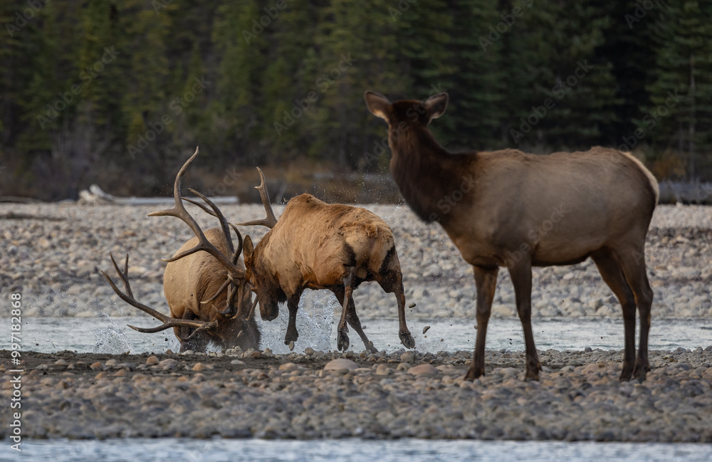 Fototapeta premium Bull Elk During the Rut Season 