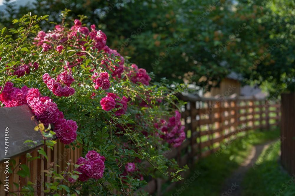 pink rose bushes closeup at long wooden corridor with a fence, a passage at garden, landscape design
