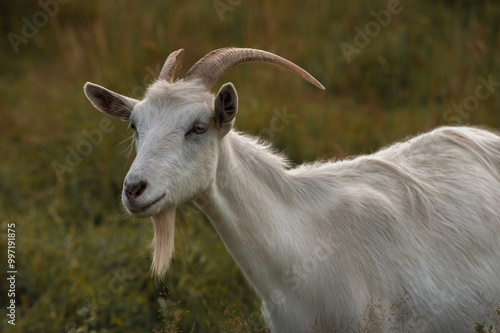 A white horned goat head on blurry natural grass background
