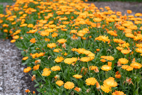 Common marigold (calendula officinalis) flowers in bloom photo