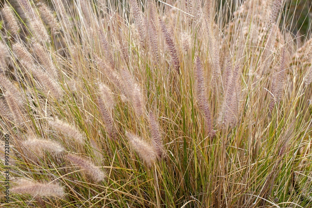 Fototapeta premium Crimson fountaingrass, Cenchrus setaceus