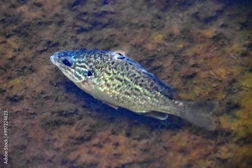 A pumpkinseed, Lepomis gibbosus, in shallow water photo