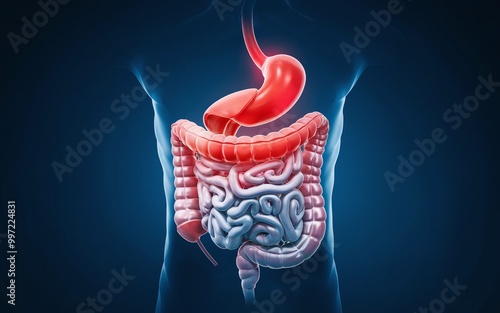 3D rendering of the human digestive system with the stomach highlighted in red. photo