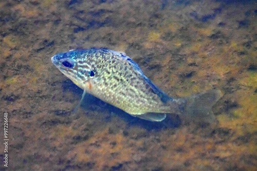 A pumpkinseed, Lepomis gibbosus, in shallow water photo