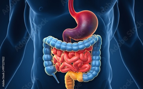 3D illustration of human digestive system with stomach, small and large intestines. photo