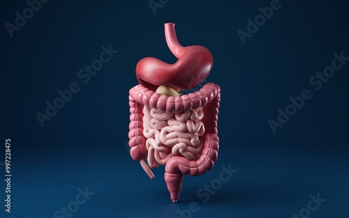 3D illustration of the human digestive system, including the stomach, intestines, and pancreas. photo