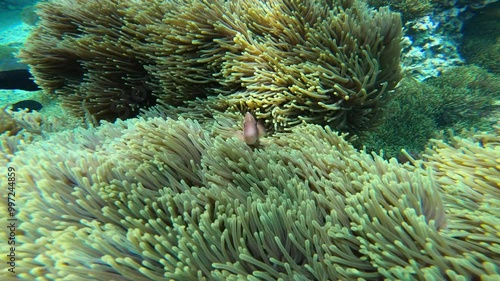 Sea Anemones and fish