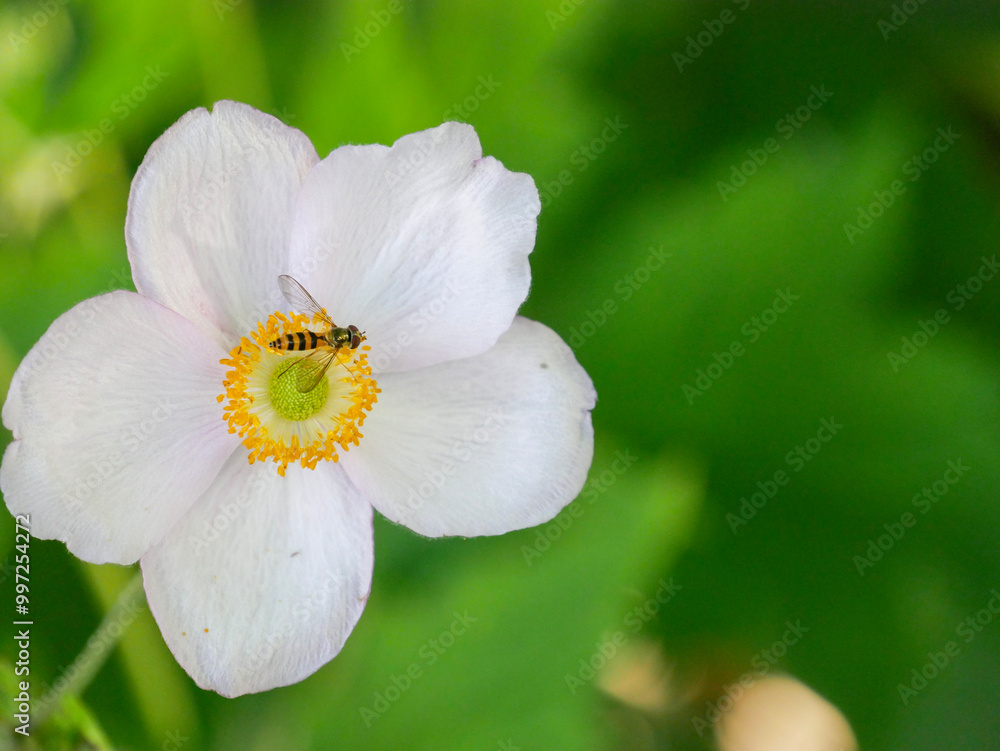 Beautiful Anemone flowers in the garden. Close-up of pink flowers in the garden. Pollination. Garden inspiration. Perennial. Beautiful Anemone flowers in the garden. Close-up of pink flowers in the garden. Pollination. Garden inspiration. Perennial.