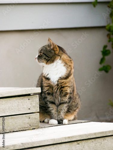 Cat sitting on the steps of the front poarch. Cat portrait. photo