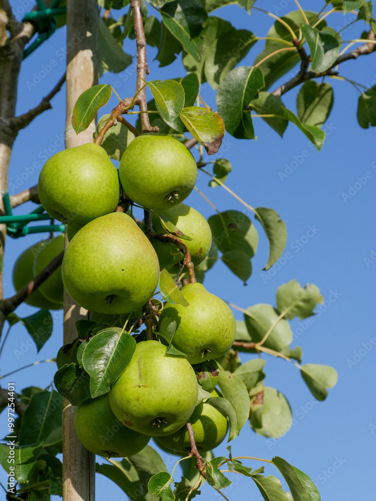 Beautiful juicy pears haning on the tree, blue sky in the background. Beautiful juicy pears haning on the tree, blue sky in the background.