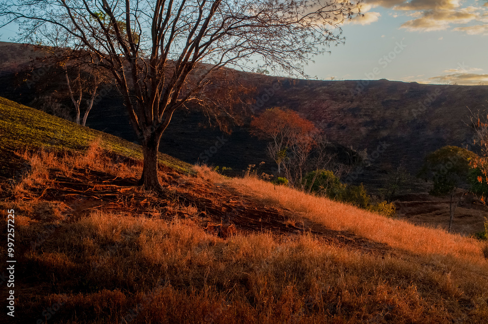 Obraz premium Arvore Solitária