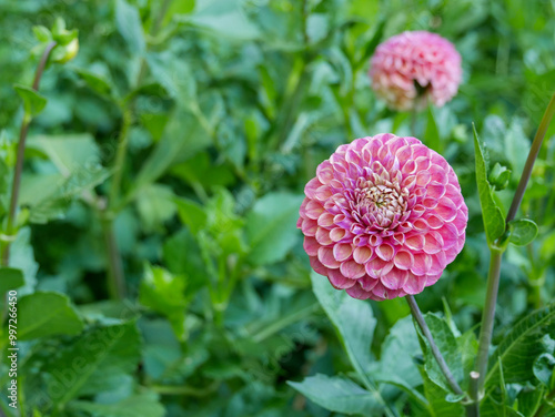 Pink Pom Pom Dahlia photo