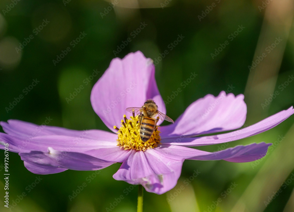 Bee on a pink Cosmos flower, close-up Bee on a pink Cosmos flower, close-up