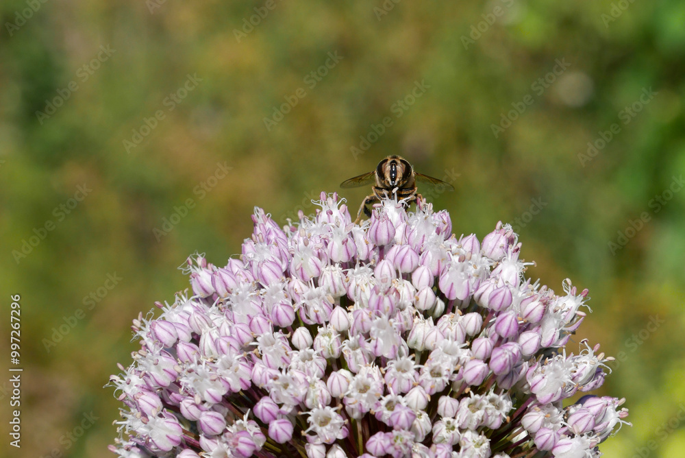 Macro photography of a fly sitting on a lilac Allium flower. Insect close-up photography.