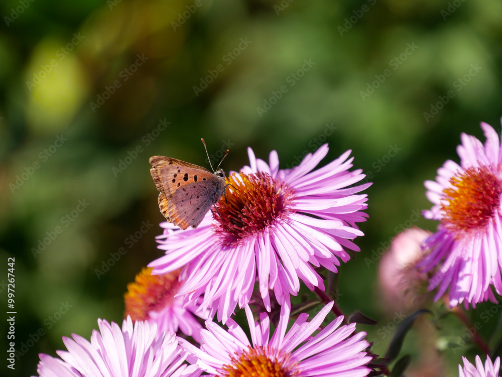 Butterfly on flower, macro-photography Butterfly on flower, macro-photography