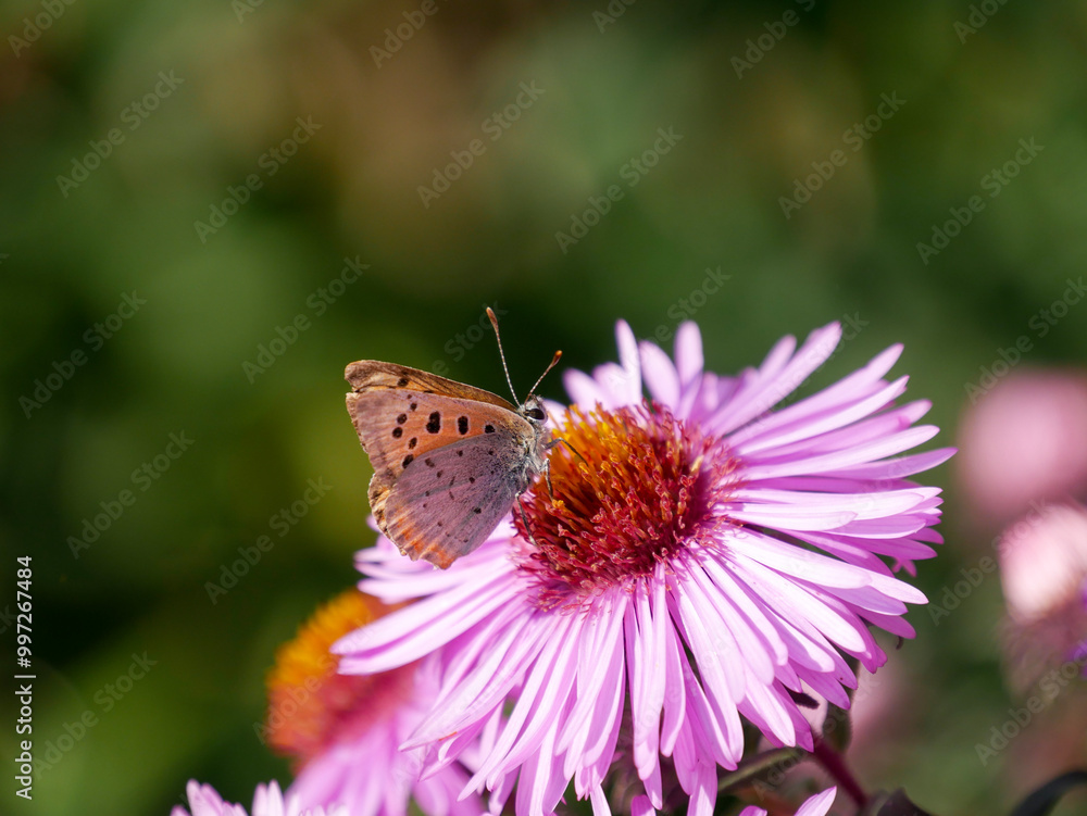 Obraz premium Small butterfly sitting in a pink flower. Insect photography. Macro close-up and bright colors. Polyommatus butterfly.