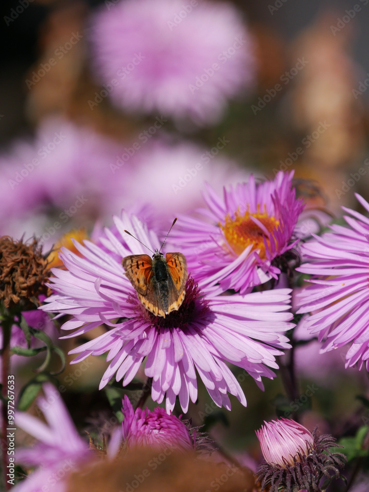 Small butterfly sitting in a pink flower. Insect photography. Macro close-up and bright colors. Small butterfly sitting in a pink flower. Insect photography. Macro close-up and bright colors.