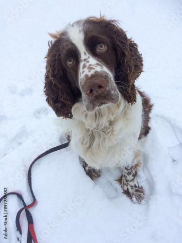 English Springer Spaniel portrait outdoors. Cute dog.