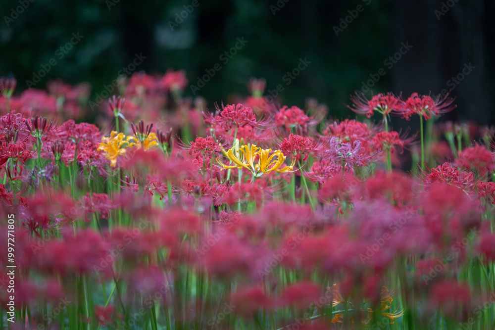 満開の曼殊沙華
