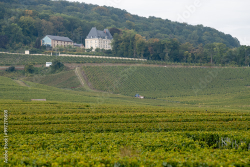 Landscape with green grand cru vineyards near Cramant and Avize, region Champagne, France. Cultivation of white chardonnay wine grape on chalky soils of Cote des Blancs photo