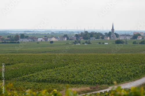 Landscape with green grand cru vineyards near Cramant and Avize, region Champagne, France. Cultivation of white chardonnay wine grape on chalky soils of Cote des Blancs photo