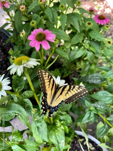 monarch butterfly on flower