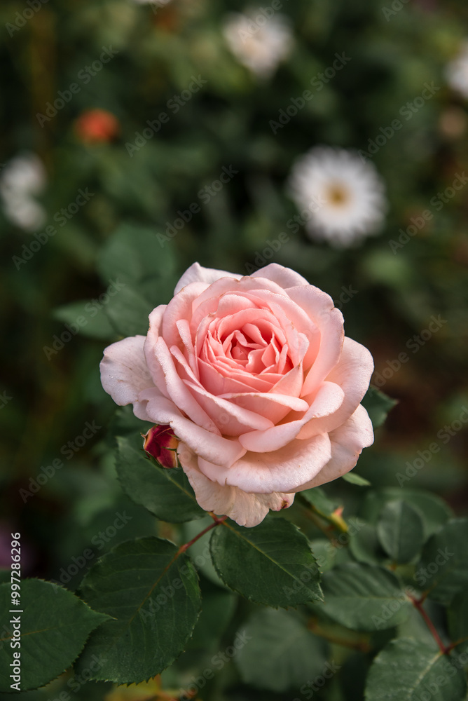 Beautiful rose Clair Renaissance in the garden Beautiful rose Clair Renaissance in the garden
