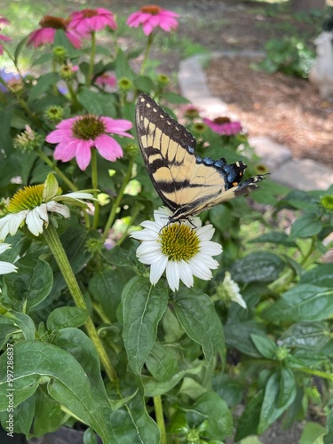 butterfly on flower
