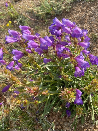 flowers in the garden