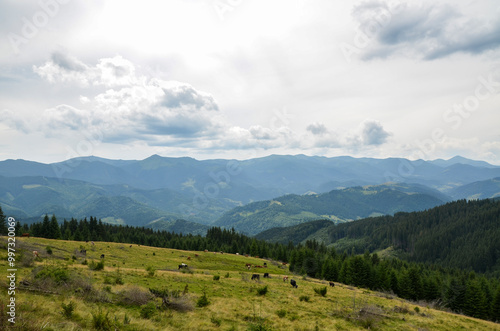 Herd of cows graze peacefully on a grassy pasture with rolling hills and mountains on background under a partly cloudy sky. Carpathian Mountains, Ukraine