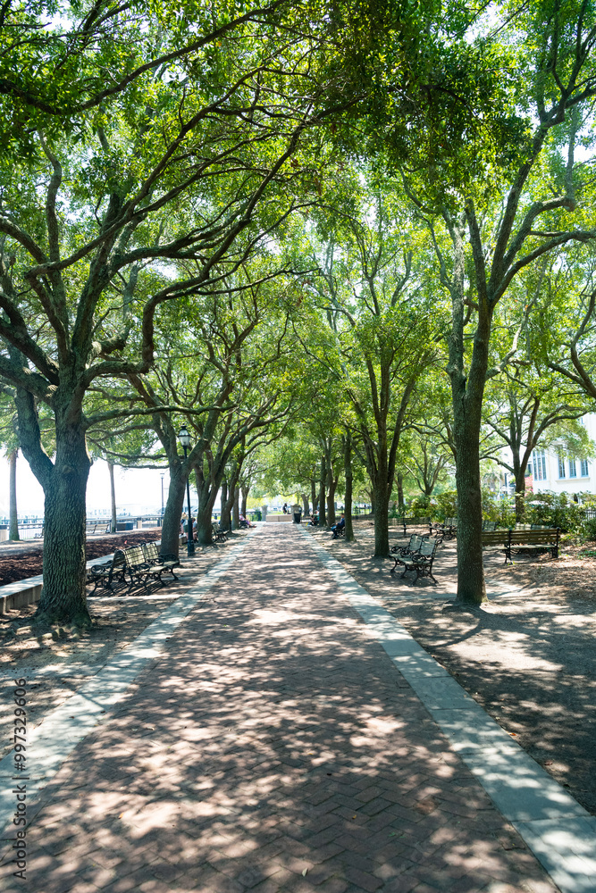Narrow alley of paving tiles among tall trees. Narrow alley of paving tiles among tall trees.