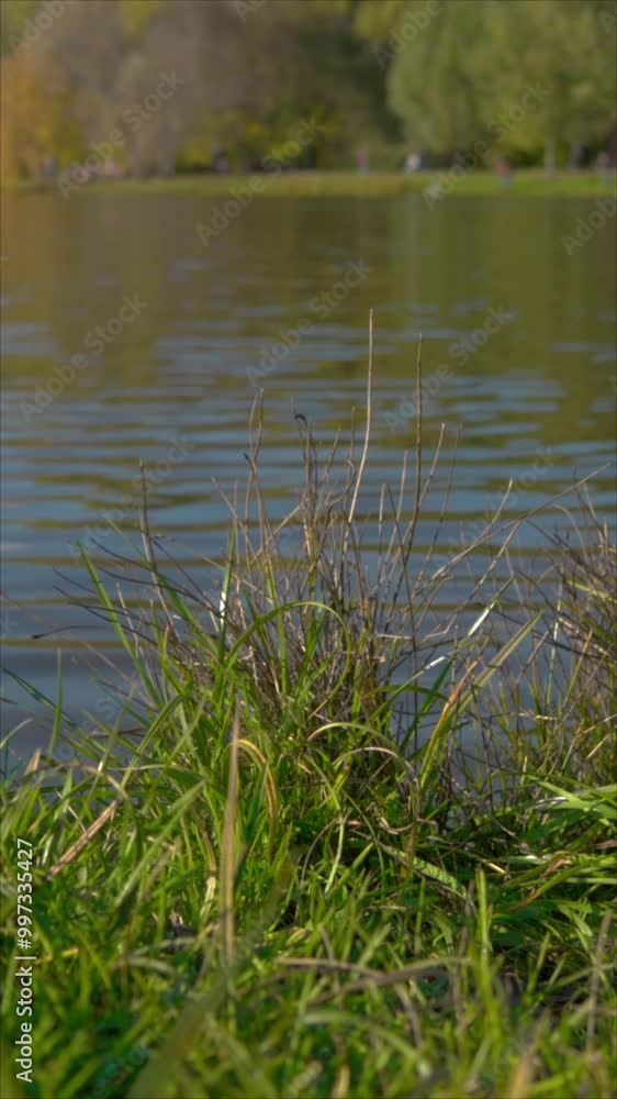 A Serene Lakeside Scene Featuring Vibrant Green Grass In The Foreground, With Calm Water Ripples Under A Clear Sky. Perfect For Nature And Tranquility-Themed Projects. Vertical. A Serene Lakeside Scene Featuring Vibrant Green Grass In The Foreground, With Calm Water Ripples Under A Clear Sky. Perfect For Nature And Tranquility-Themed Projects. Vertical.