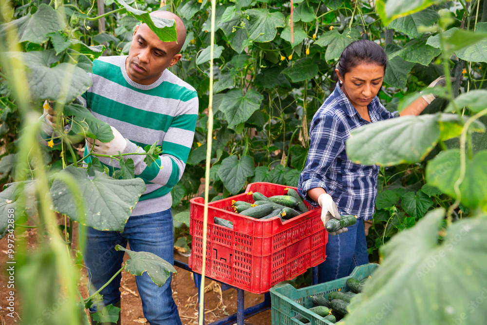Fototapeta premium Successful latin american farm family engaged in growing of organic vegetables in hothouse, gathering crop of cucumbers